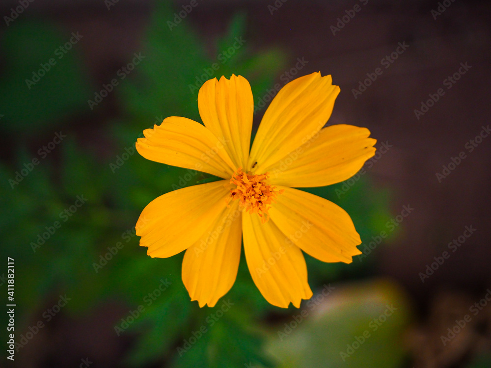 yellow flower in the garden yellow flower in the garden
