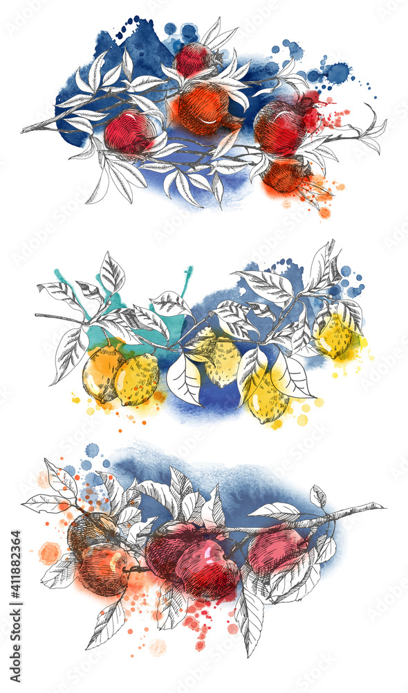 Hand drawn vector illustration of lemon branch, pomegranate branch, apple branch. Sketch and watercolor.