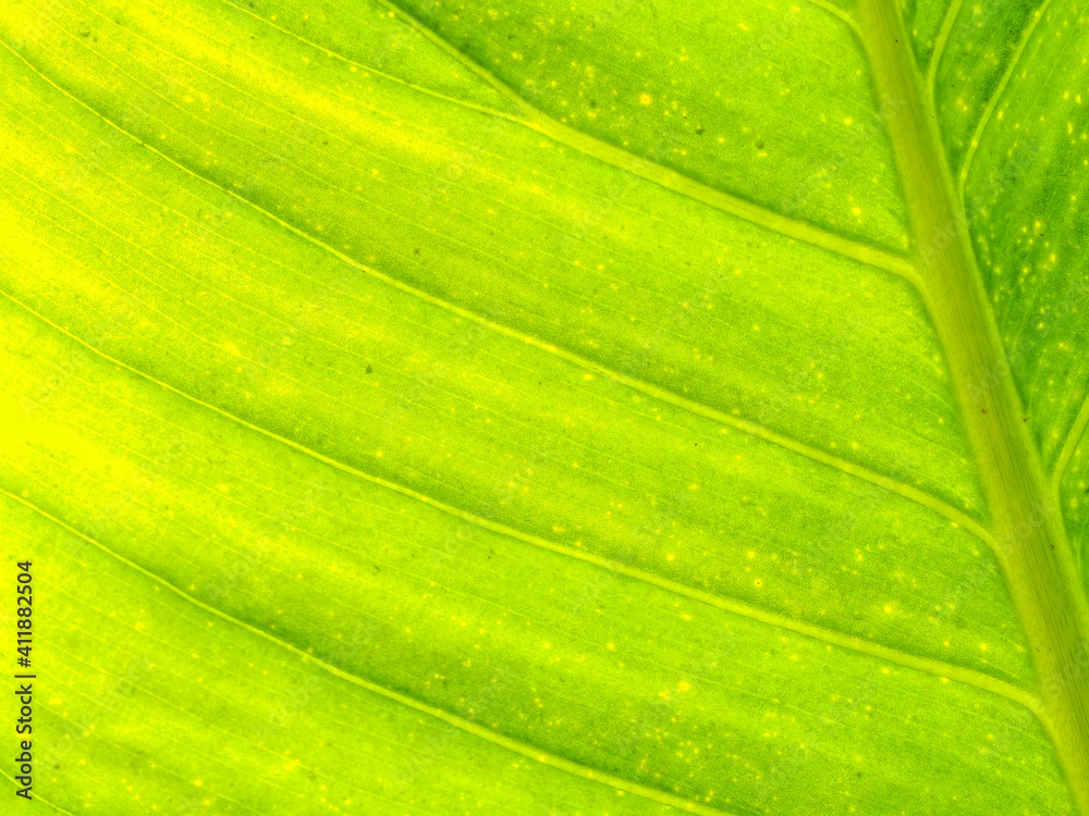green leaf background green leaf background