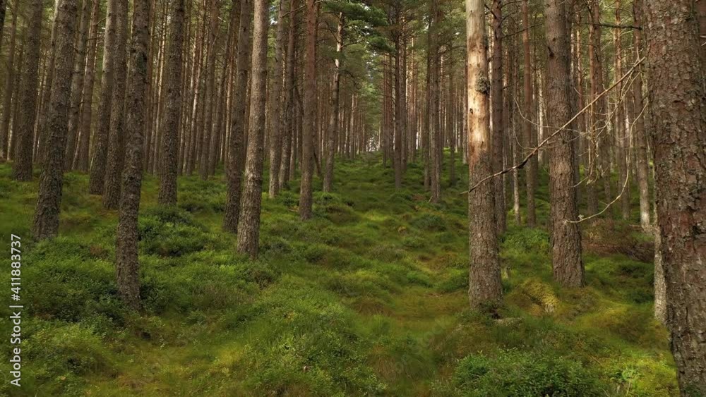 Flying through the forrest in the Cairngorms National Park in Scotland - 4K Drone Movie Flying through the forrest in the Cairngorms National Park in Scotland - 4K Drone Movie