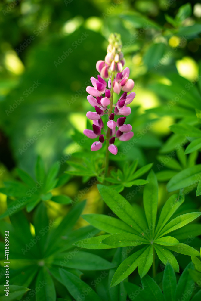 a speckled purple flower against the background of green leaves a speckled purple flower against the background of green leaves