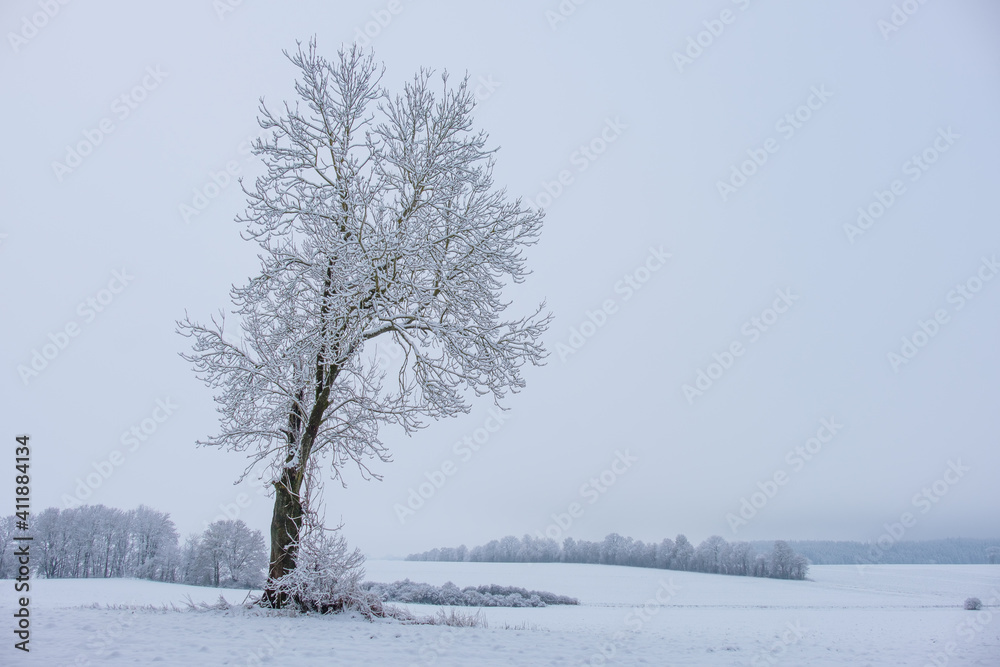 Ein Baum mit Schnee steht in einer verschneiten Winterlandschaft Ein Baum mit Schnee steht in einer verschneiten Winterlandschaft