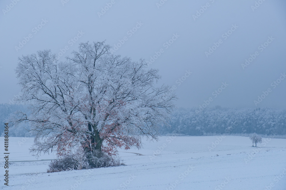 Verschneite Winterlandschaft: Ein großer Baum in einer Landschaft