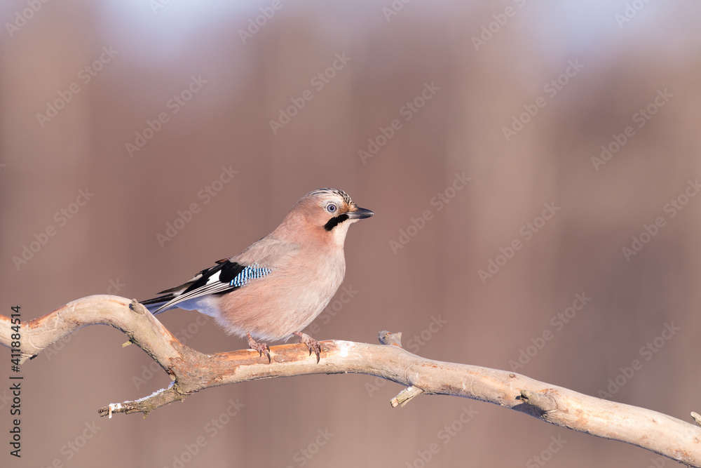 Eurasian jay bird perched on tree, sunrise golden hour, copy space Eurasian jay bird perched on tree, sunrise golden hour, copy space