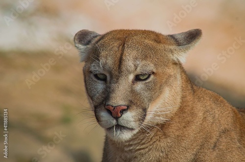 Puma having Toothpick after lunch. The are powerful slender cats with large paws and sharp claws. Having plain colored tawny fur. Muzzle stripes, area behind ears and tip of tail is black.