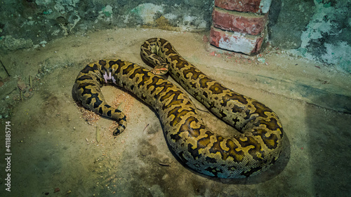 Indian Rock Python! photo