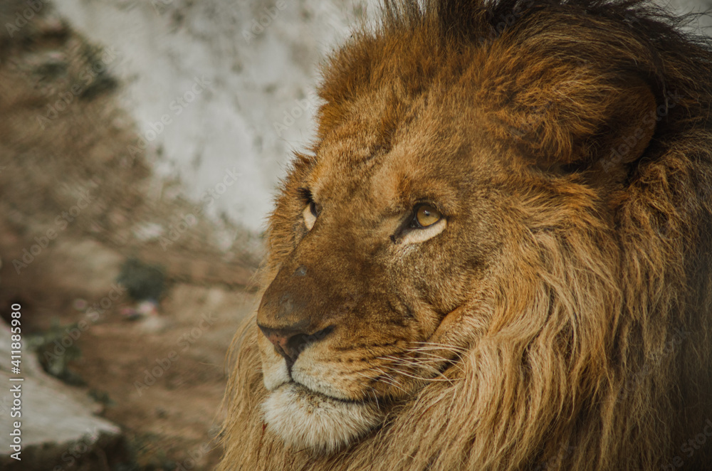 Obraz premium African Lion is the second largest cat & the most famous creature, a symbol of Bravery. A muscular, deep-chested cat with a short, rounded head, a reduced neck & round ears & a prominent mane.