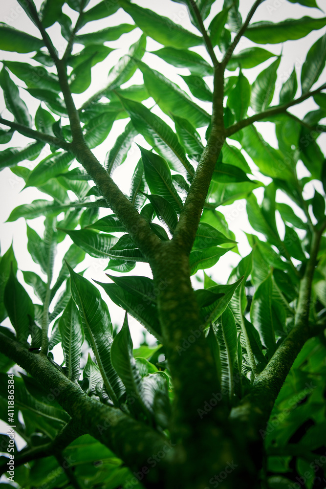 Naklejka premium Green leaf (Konjac) pattern on surface background leaf in the forest.