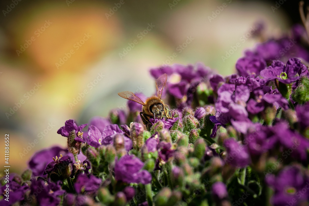 Bumble Bees in the Lavender Bed