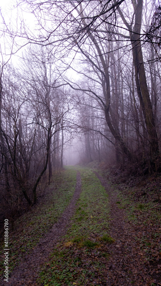 Obraz premium a road that leads into the fog through the forest in the fall season. autumn landscape in the wild