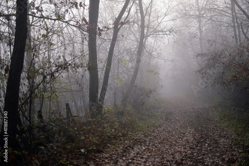 a road that leads into the fog through the forest in the fall season. autumn landscape in the wild © badescu