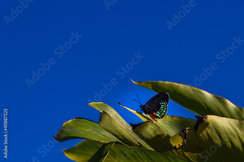 Buttlerfly sitting in a green leaf with blue sky photo