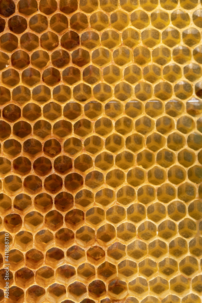 An abstraction. Background texture of empty honeycomb wax. Copy space An abstraction. Background texture of empty honeycomb wax. Copy space