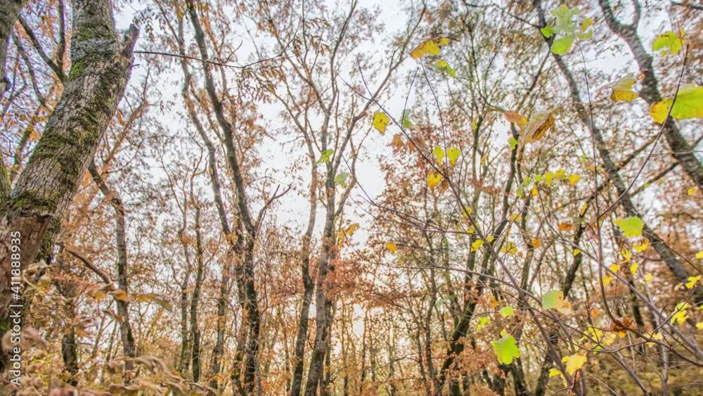 Autumn deciduous forest. City Park. Stavropol. Caucasus. Autumn deciduous forest. City Park. Stavropol. Caucasus.