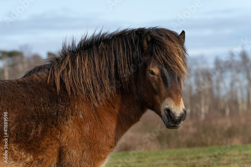 Head of a wild Exmoor pony, against a blue sky in nature reserve in Fochteloo, the Netherlands photo