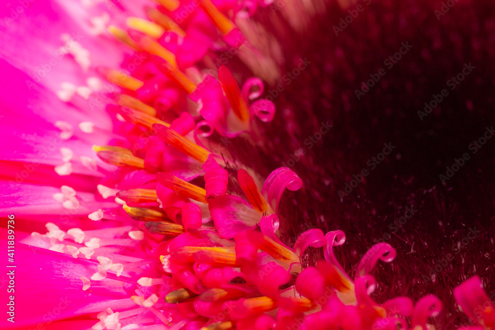 A macro close up of the stamen and petals of a