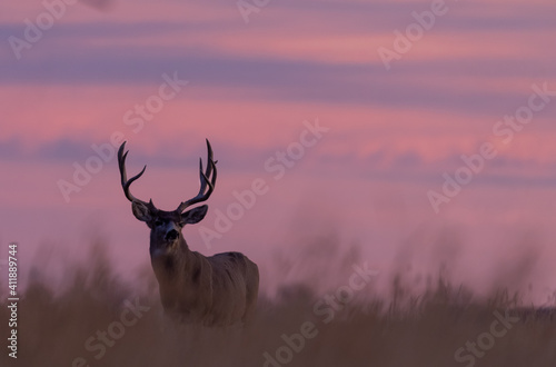 Mule Deer Buck at Sunrise in Autumn in Colorado