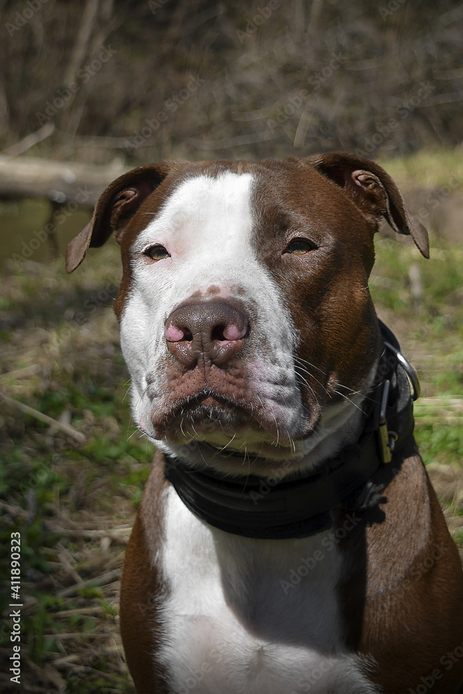 American brown pit bull Terrier. Red nose. Forest.