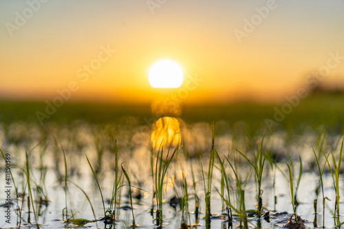 Close up of growing rice fields during sunset in the Albufera natural park, Valencia, Spain.