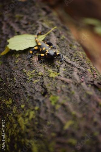 the salamander walking on the trunk of the tree. Caudata amphibian reptile in the wood on a rainy day 