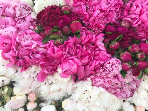 Fototapeta Naklejka Na Ścianę i Meble -  Texture of the peonies flowers. Bright pink and white peonies.