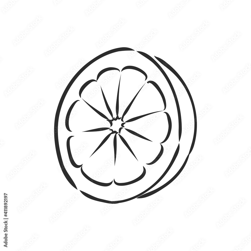Hand drawn vector lemon slice, piece, on light background. lemon, vector sketch illustration Hand drawn vector lemon slice, piece, on light background. lemon, vector sketch illustration