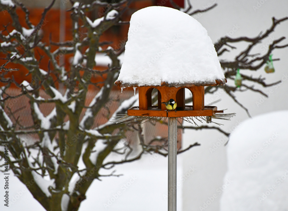 Naklejka premium Fütterung der Kohlmeisen im Winter