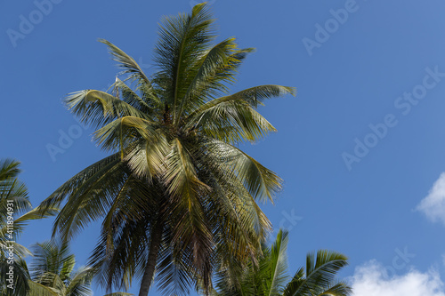 Coconut trees with blue sky and clouds in the background   © Sandeep