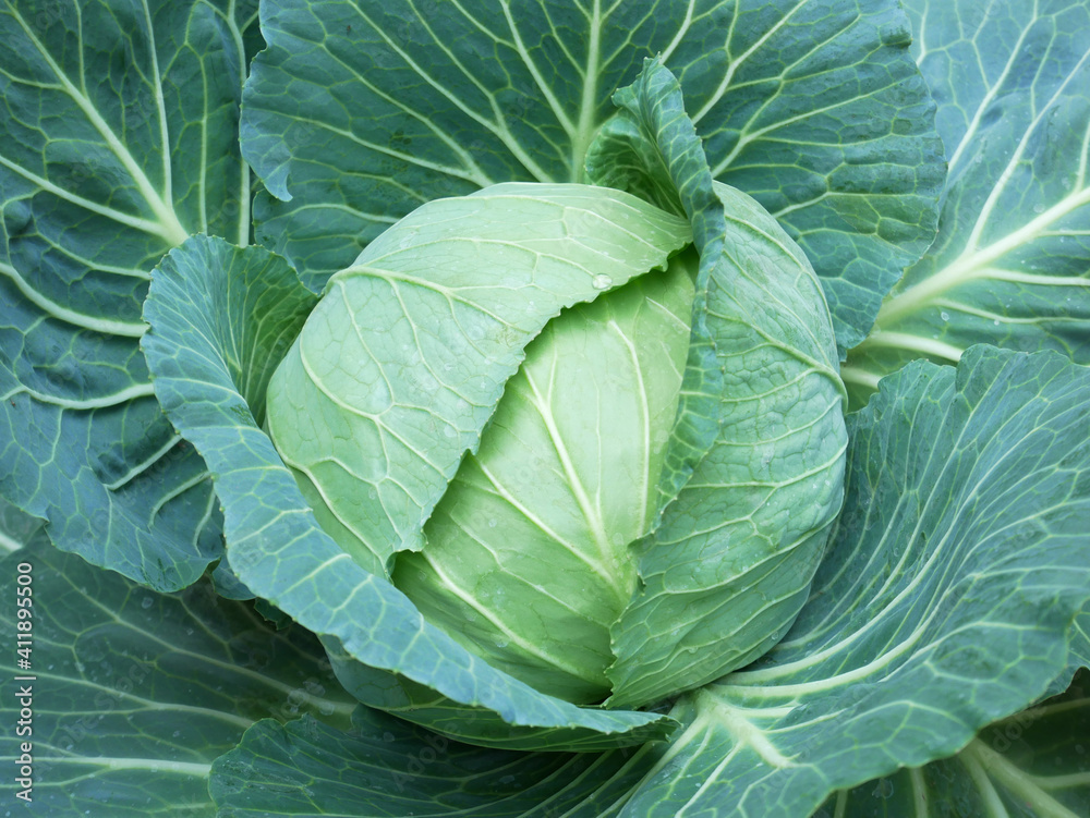 Obraz premium cabbage in the garden
