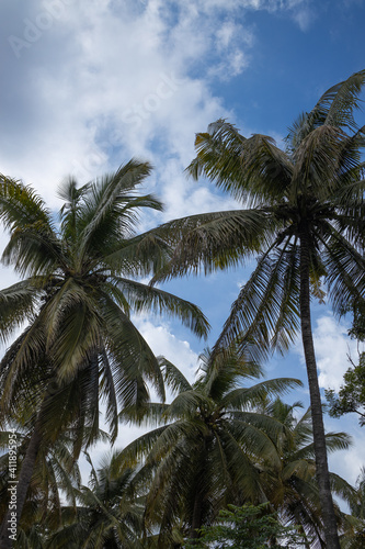 Wallpaper Mural Coconut trees with blue sky and clouds in the background 
 Torontodigital.ca