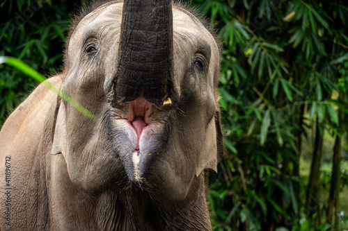 Photography A sumatran elephant roaring with the trunk in the air