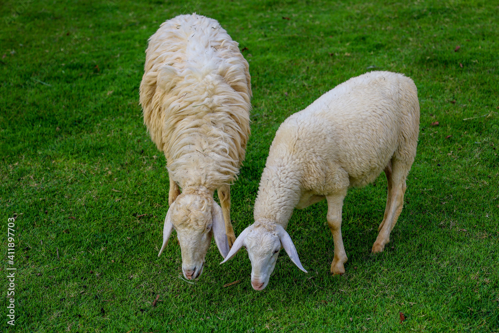 Two Sheep Eatting grass in emtry garden at thailand Two Sheep Eatting grass in emtry garden at thailand