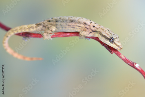 Lepidodactylus lugubris - crying gecko