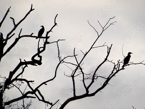 Cormorans en contre-jour sur un arbre mort. photo