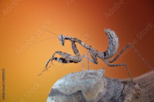 Malaysian Dead Leaf Mantis/Praying Mantis/ (Deroplatys Dessicata) macro photo