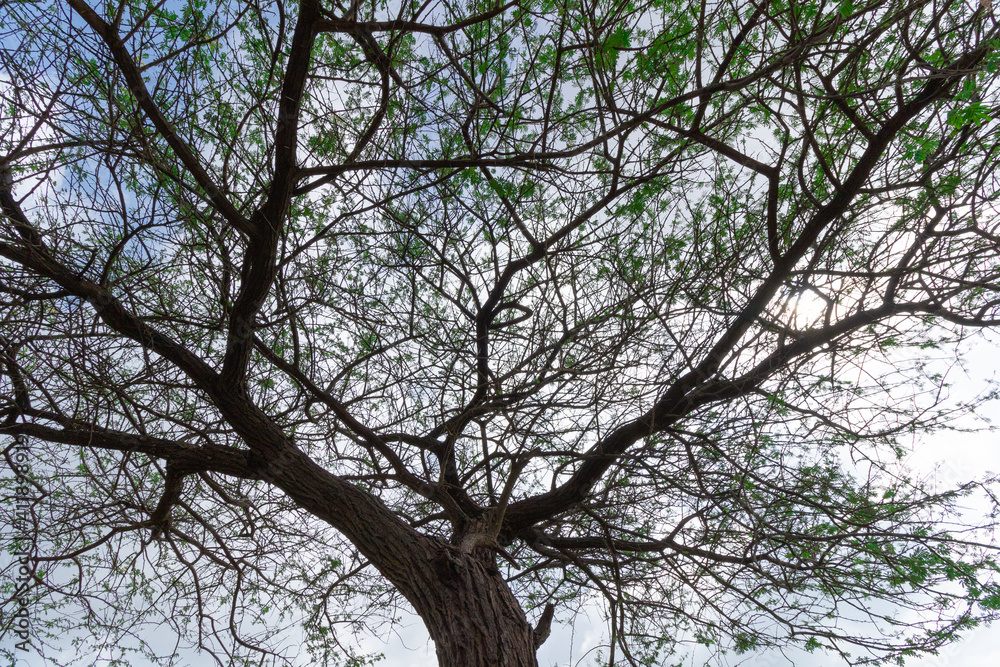 An Abstract silhouette of a tree with branches and leaves and sky in the background
An Abstract silhouette of a tree with branches and leaves and sky in the background
