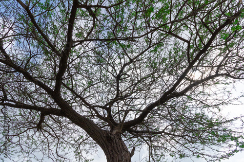 An Abstract silhouette of a tree with branches and leaves and sky in the background  © Sandeep