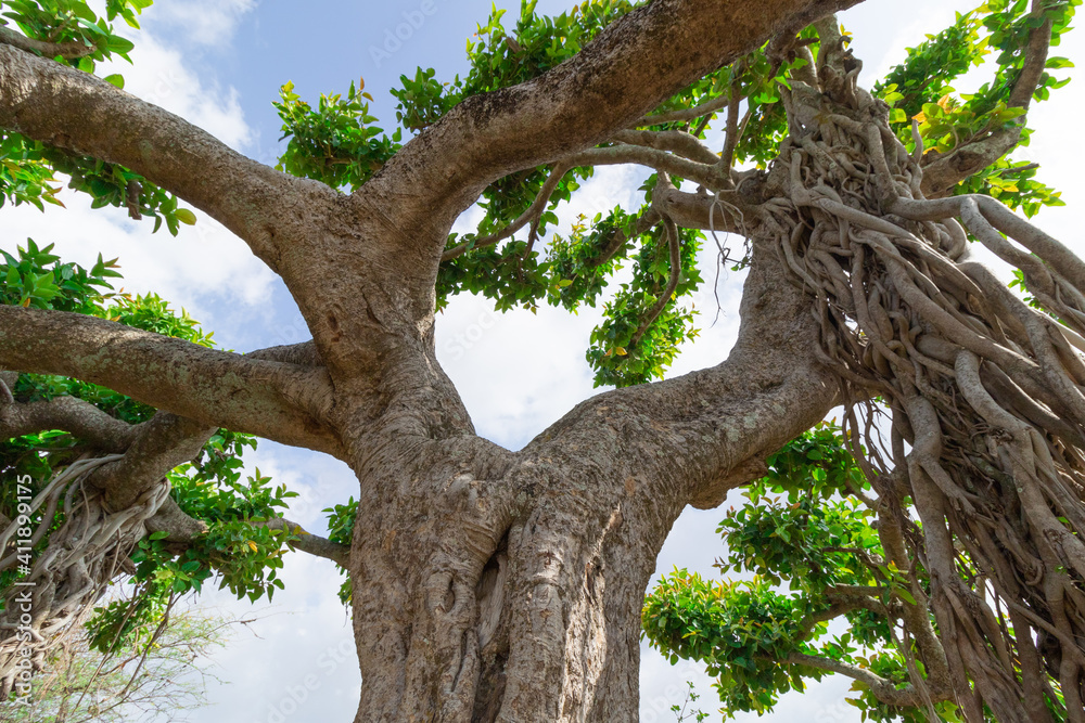 Fototapeta premium Abstract image of an old banyan tree with many branches and leaves 