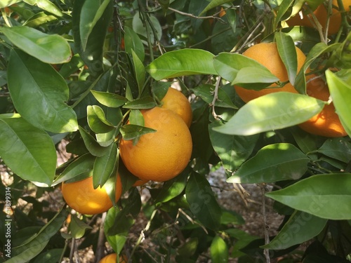 Rama de naranjas en naranjo mediterráneo