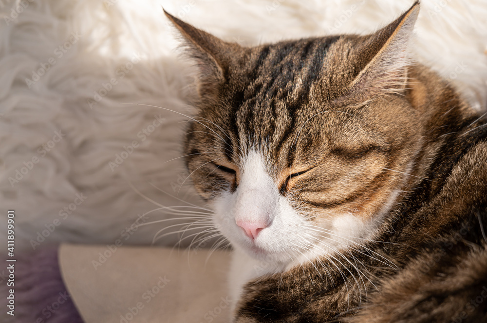 Cat on sofa. Closeup of one sleeping tabby cat on white blanket in sunny day. Lausanne, Switzerland.