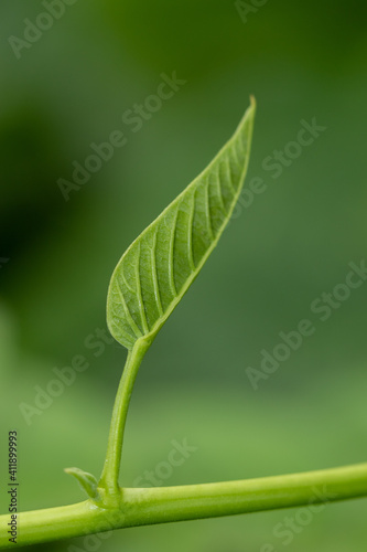Selective focus shallow depth of field Abstract macro image of a leaf with stem and veins 