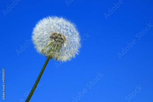 Pusteblume