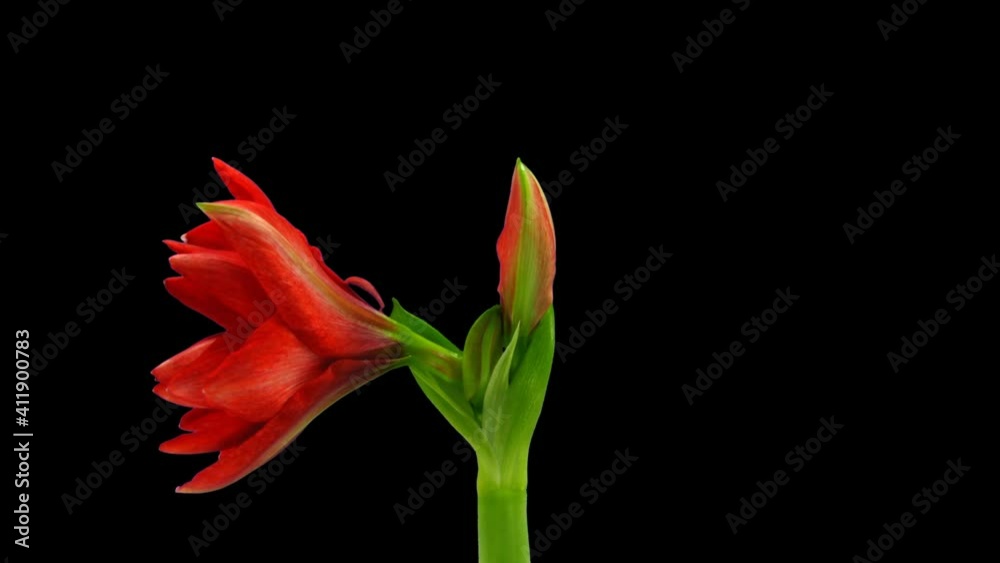Time-lapse of opening Hot Peacock amaryllis Christmas flower 1b1 in PNG+ format with ALPHA transparency channel isolated on black background
