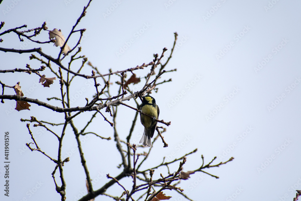 Close-up shot of Coal tit (Periparus Ater) perching on Mirebeck's oak branch Close-up shot of Coal tit (Periparus Ater) perching on Mirebeck's oak branch