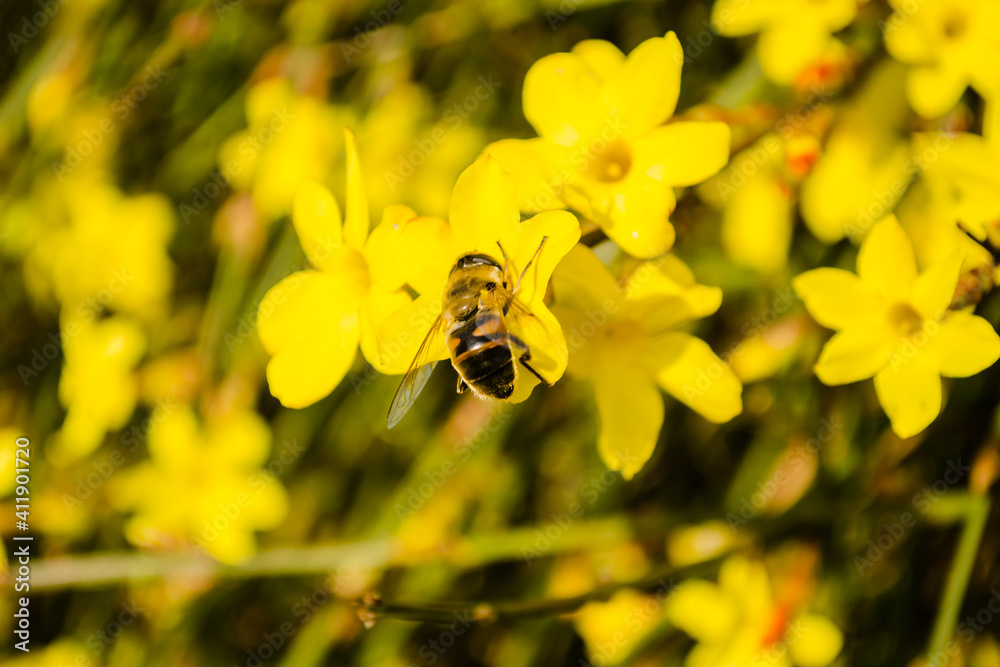 Bees in collecting honey on tiny yellow flowers of winter jasmine-Jasminum nudiflorum Bees in collecting honey on tiny yellow flowers of winter jasmine-Jasminum nudiflorum