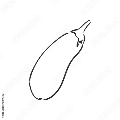 Fresh eggplant whole sliced vector illustration. eggplant, vector sketch illustration
