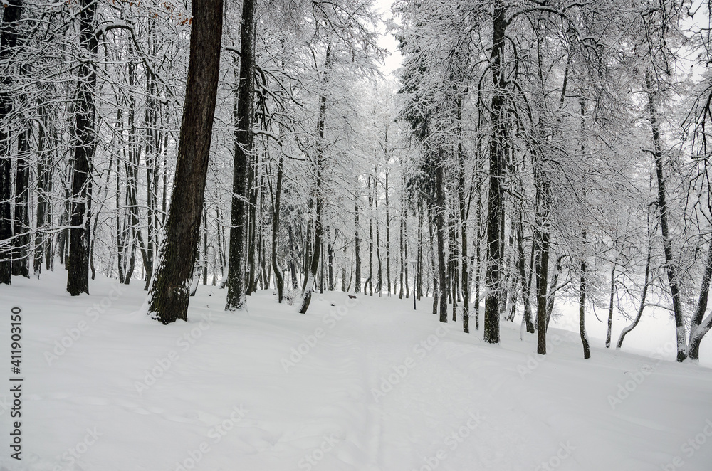 Serene winter scene with snow covered trees in the park during heavy snowfall.Cloudy wintertime landscape. Serene winter scene with snow covered trees in the park during heavy snowfall.Cloudy wintertime landscape.