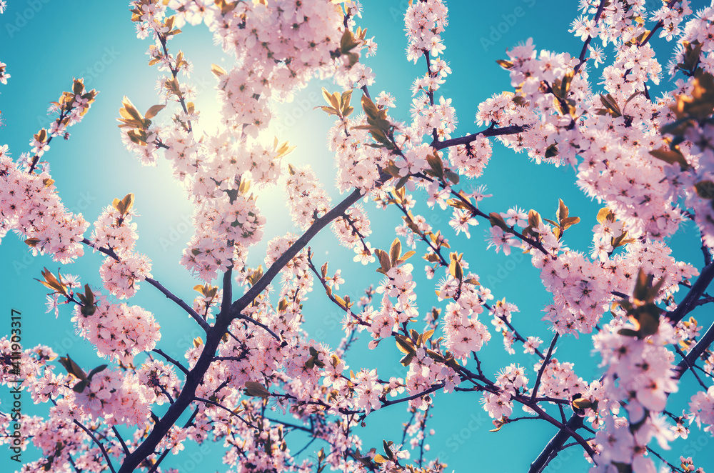 Spring sunny landscape with cherry tree in garden.Branches of blooming cherry pink blossoms on a background of saturated blue sky.Sunny spring scene. Spring sunny landscape with cherry tree in garden.Branches of blooming cherry pink blossoms on a background of saturated blue sky.Sunny spring scene.