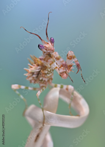 Pseudocreobotra wahlbergii - flower mantis on natural background closeup macro photo