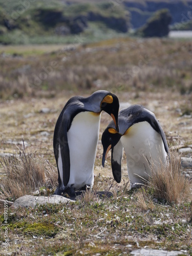 Couple manchots royaux en Georgie du Sud